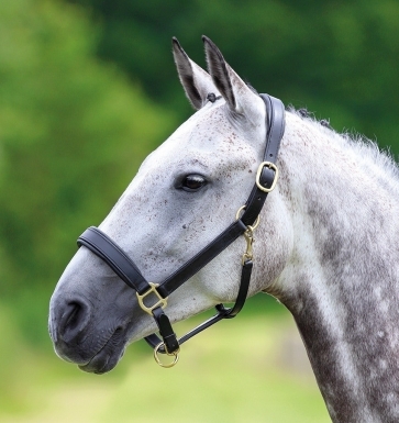 Shires Velociti GARA Leather Travel Headcollar